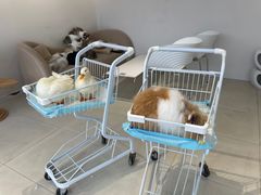 -怪兽屋·羊驼·猫咖·狗咖(俊华广场店)