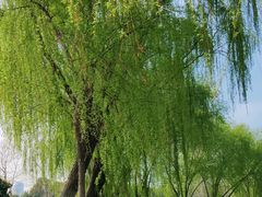 -滨湖塘西河公园