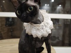 -楼上猫咖(罗湖店)