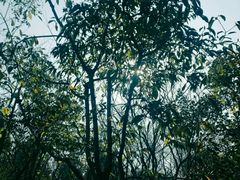 -白塘生态植物园