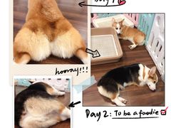 -柯斗斗主题餐厅·狗咖·围炉煮茶·茶饮(国瑞升平里店)