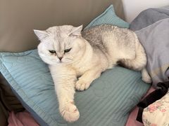 -艾吉宠物医院·疑难杂症转诊中心·猫友好(碧江路院)