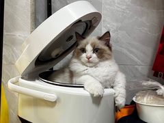 -lincat·猫舍(广州店)