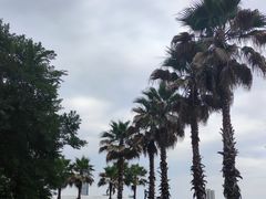-金沙湖公园