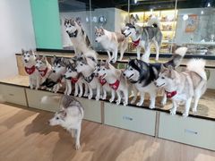 -Husky Go! 哈士奇体验馆·宠物咖啡厅狗咖