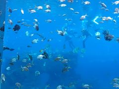 -瑞德姆美人鱼海底演艺主题餐厅(亚龙湾店)