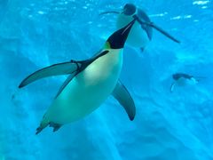 -珠海长隆海洋王国