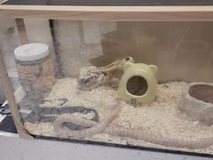 -momokira米努特·德文卷毛猫·棉花面纱犬