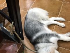 -李小姐の猫咖啡馆(五角场店)