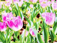 -长春公园(普阳街道)