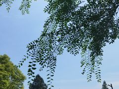 -瑶湖郊野森林公园