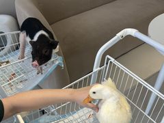 -怪兽屋·羊驼·猫咖·狗咖(俊华广场店)