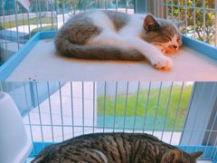 -猫的天空之城概念书店(北戴河蔚蓝海岸店)