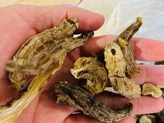 -蘑统田下·野生菌火锅