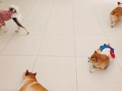 -怪兽屋·羊驼·猫咖·狗咖(俊华广场店)