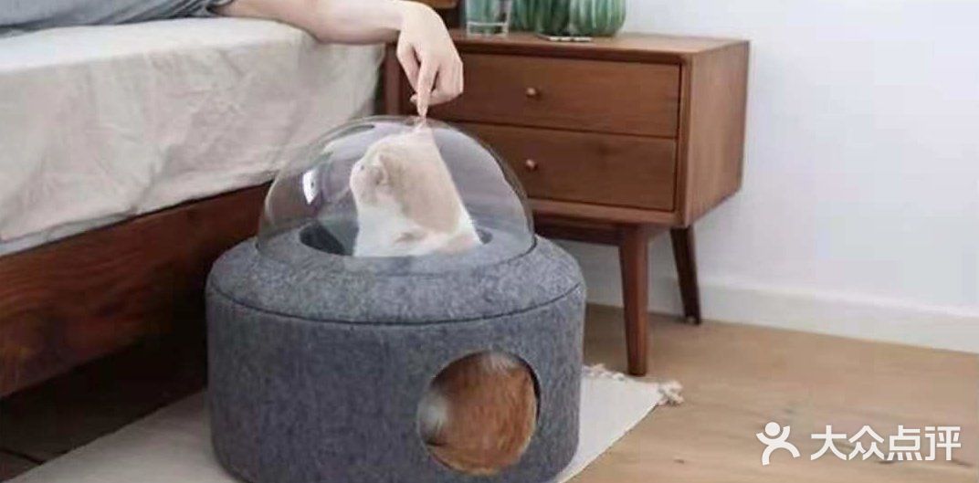 撸猫族必备家具，你怎么可以没有