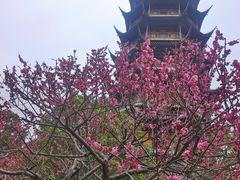 -红梅公园
