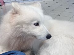 -毛绒耶耶撸宠馆·猫咖·狗咖·荷兰猪咖