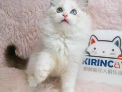-十年猫舍·猫咪专门店(普陀店)