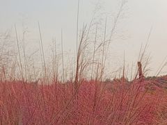 -艾溪湖湿地公园