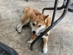 -柴犬高等学院·狗咖·柴犬售卖·宠物训练