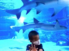 -成都浩海立方海洋公园