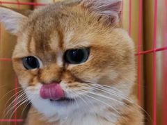 -山宅一喵德文卷毛猫舍