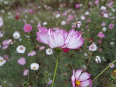 -皇粮浜湿地公园