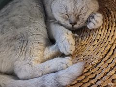 -猫猫幼稚园·撸猫·桌游·电玩