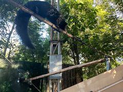 -清迈夜间动物园