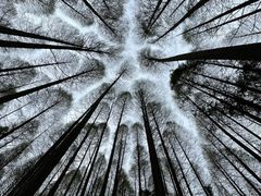 -武陵山森林公园