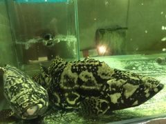 -真浪大家乐海鲜餐馆