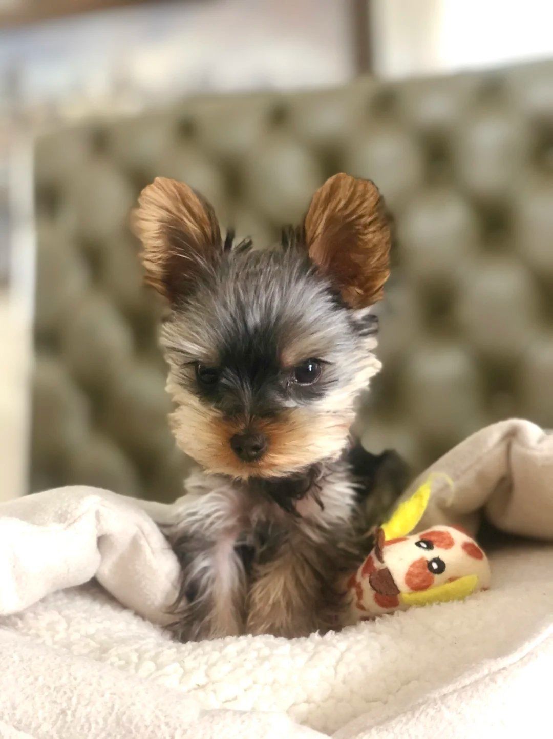 约克夏?or 雪纳瑞?