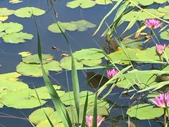 -芒洲湿地公园