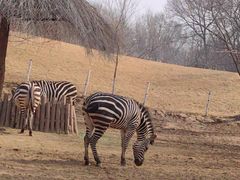 -北京野生动物园