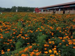 -北纬44度·金珠花海休闲农业旅游景区