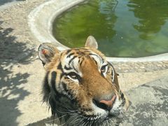 -栾川竹海野生动物园