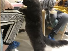 -藏猫猫咖啡主题馆(中央大道店)