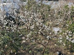 -樱桃山旅游景区