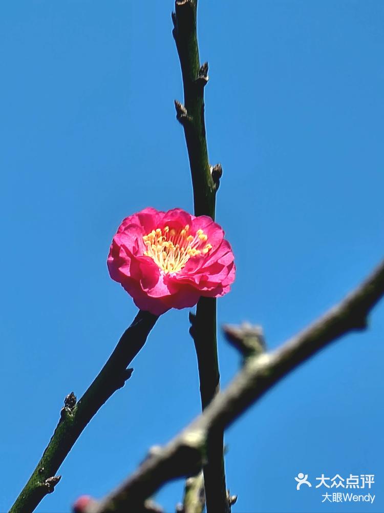 萝岗香雪公园赏花时间图片