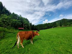 -武陵山森林公园