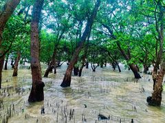 -宝安西湾红树林湿地公园