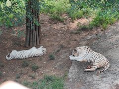 -大连森林动物园