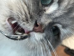 -Heymao猫咖.咖啡厅(东门店)