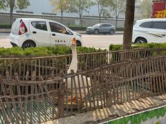 -王婆炒鱼(总店)