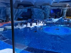 -上海海昌海洋公园