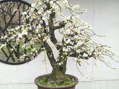 -香雪海