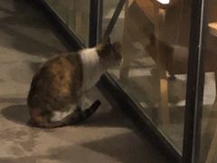 -猫里有甜