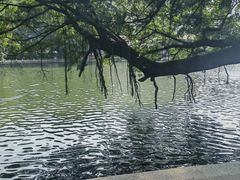 -荔湾湖公园