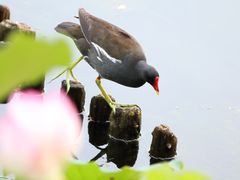-荔湾湖公园